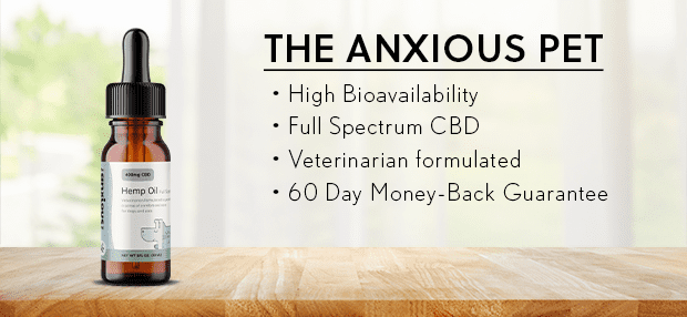 4_animal anxieux