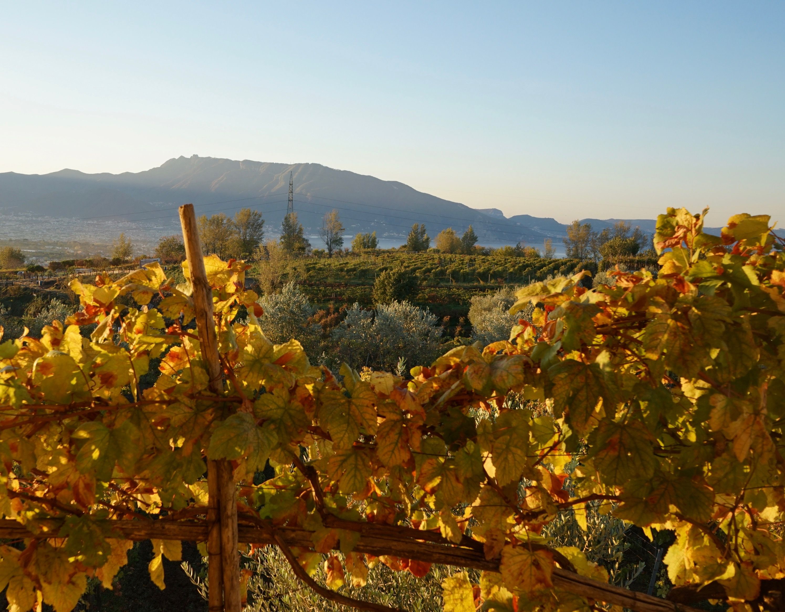कैंपानिया-इटली के इनोवेटिव वाइन रीजन में जाने के लिए 6 वाइनयार्ड्स