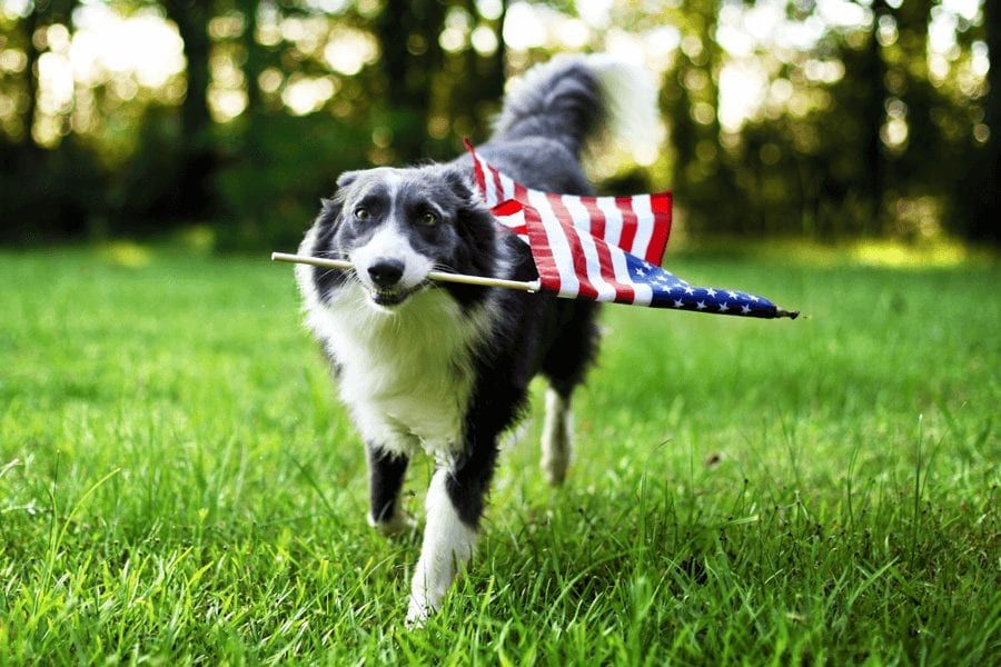 Cães e fogos de artifício: como acalmar seu cachorro durante 4 de julho