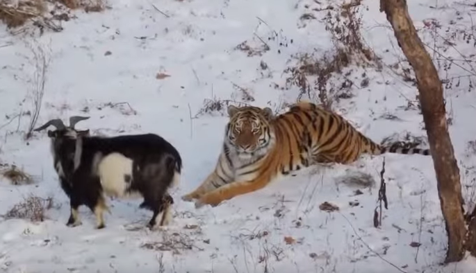 シベリアトラと彼が食べないヤギをめぐるロシアの集合的な「Awwww」